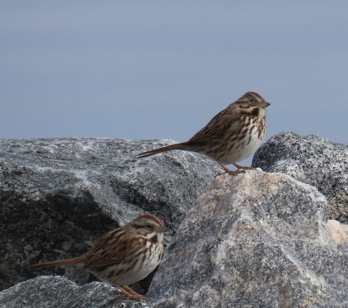 Певчая овсянка - ML651152876