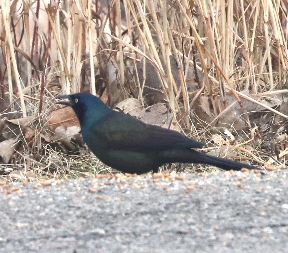 Common Grackle - ML651153007