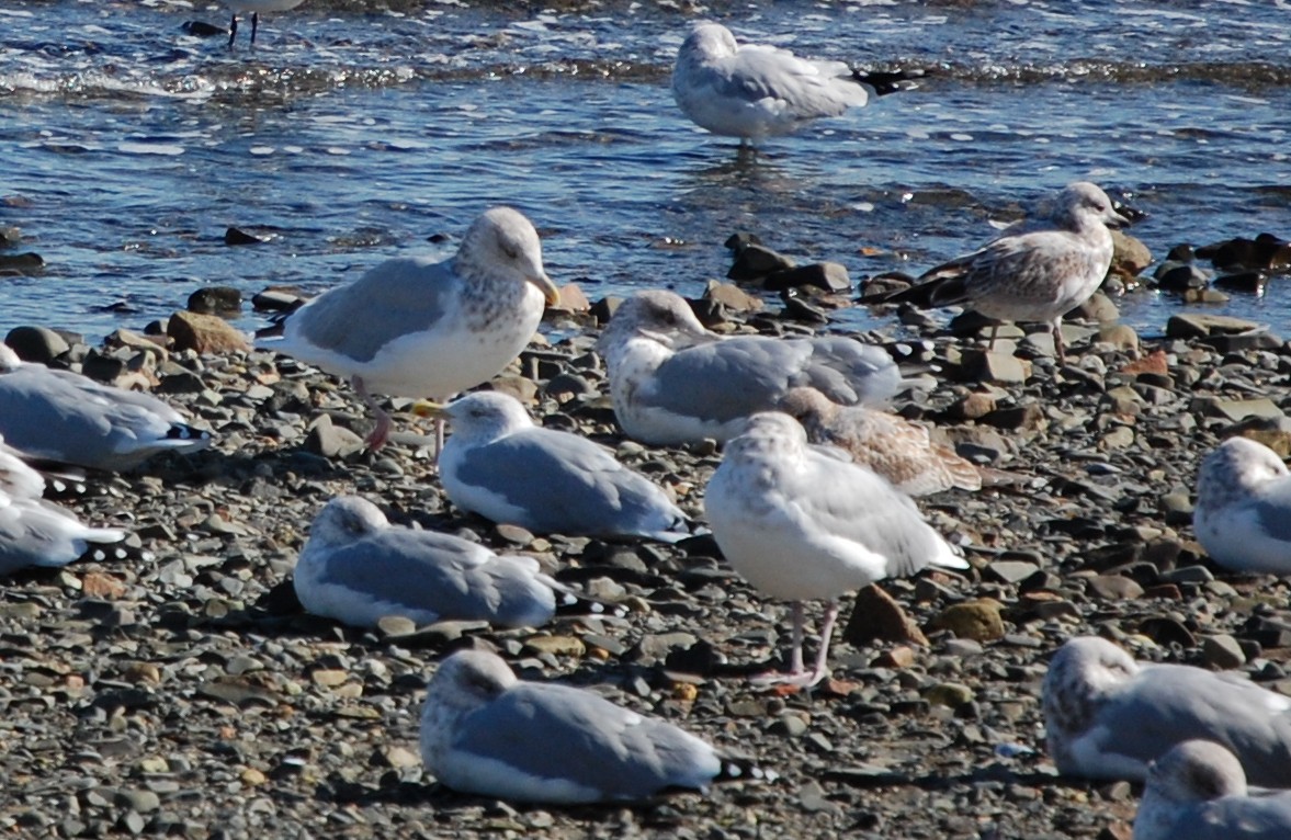 American Herring Gull - ML65115301