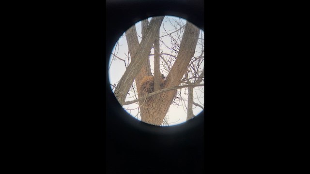 Red-shouldered Hawk - ML651153548