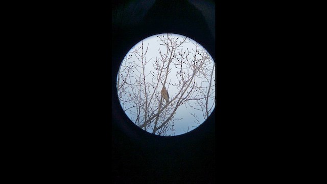 Red-shouldered Hawk - ML651153550