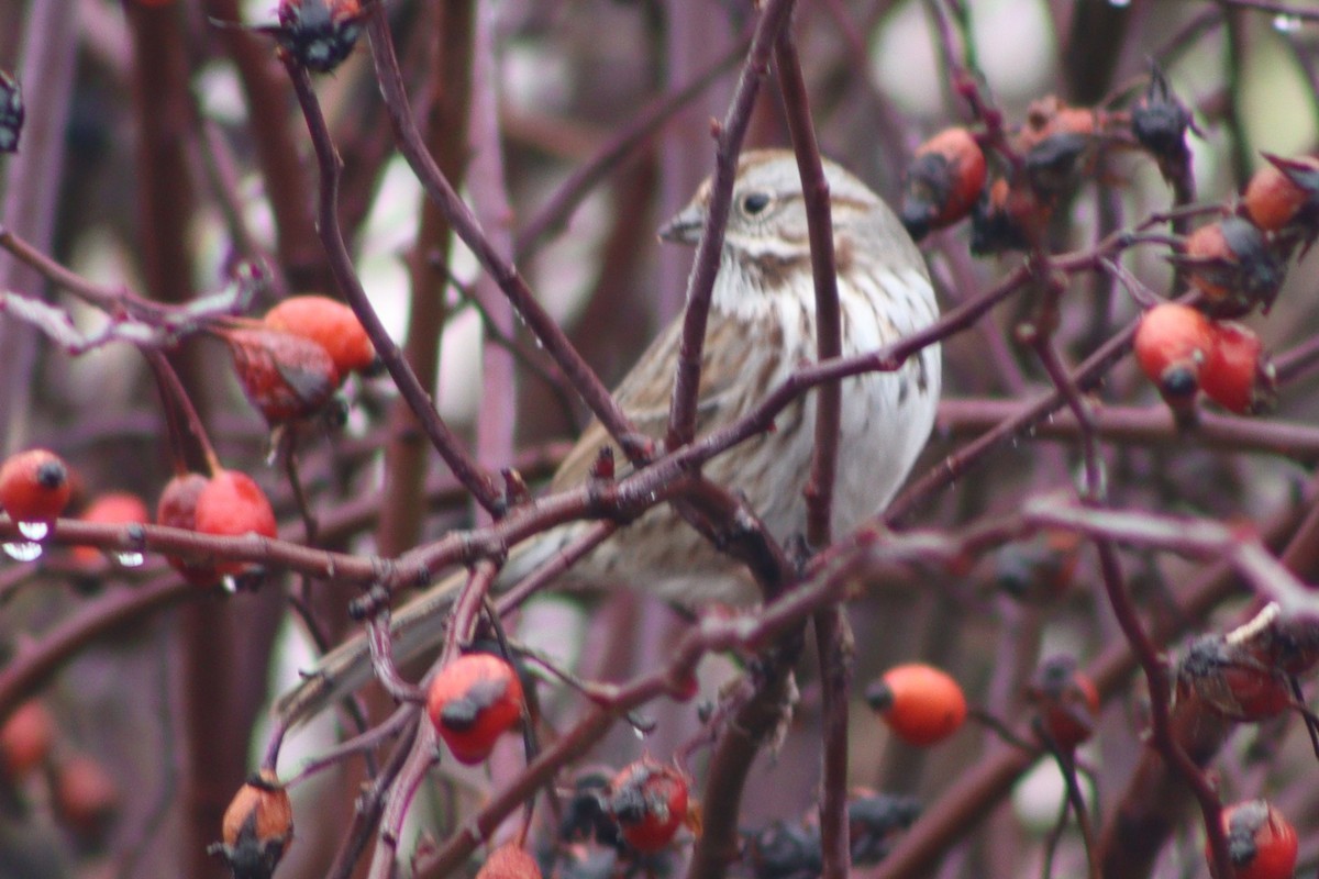 Певчая овсянка (montana/merrilli) - ML651154303