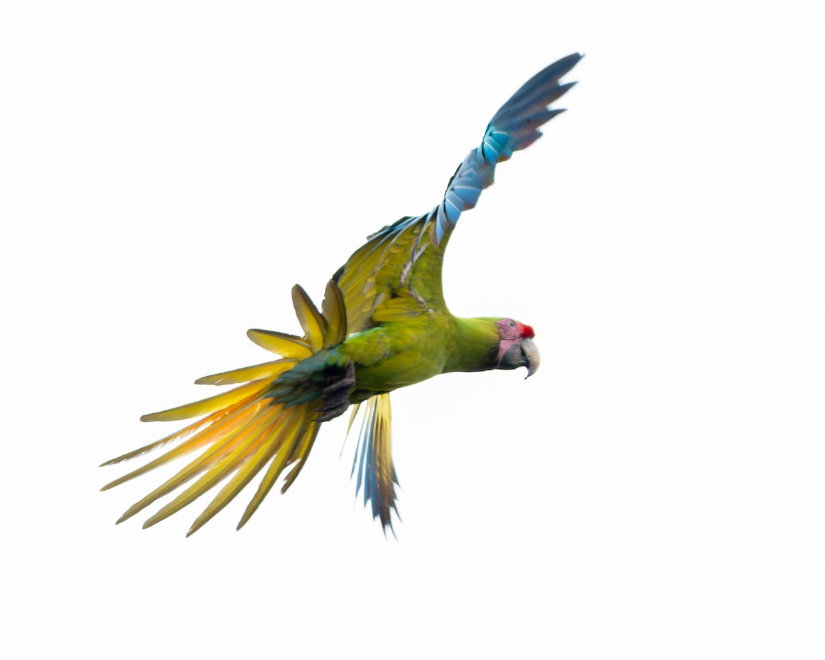 Bechsteinara - ML651154420