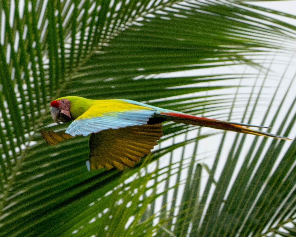 Bechsteinara - ML651154424