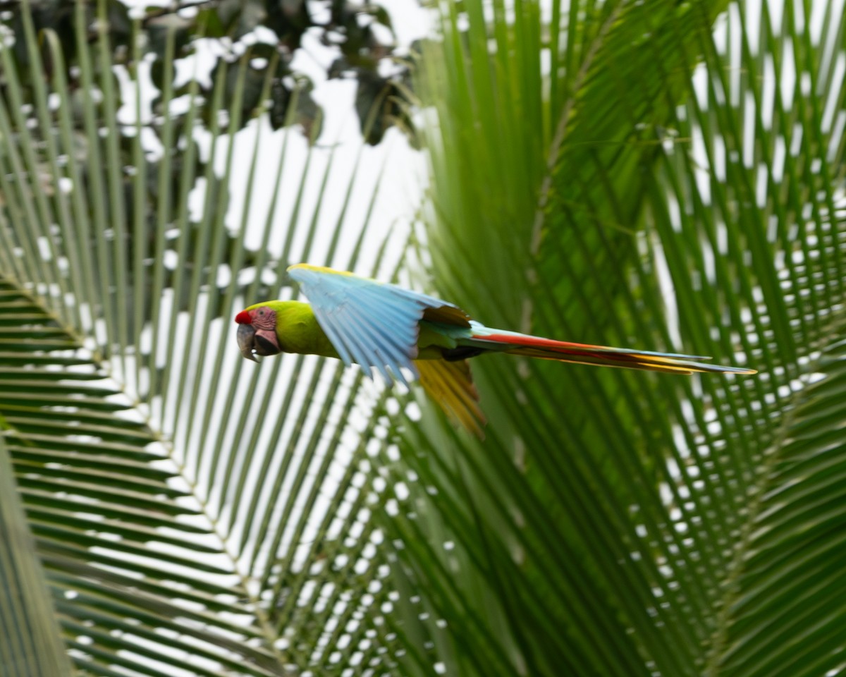 Bechsteinara - ML651154425