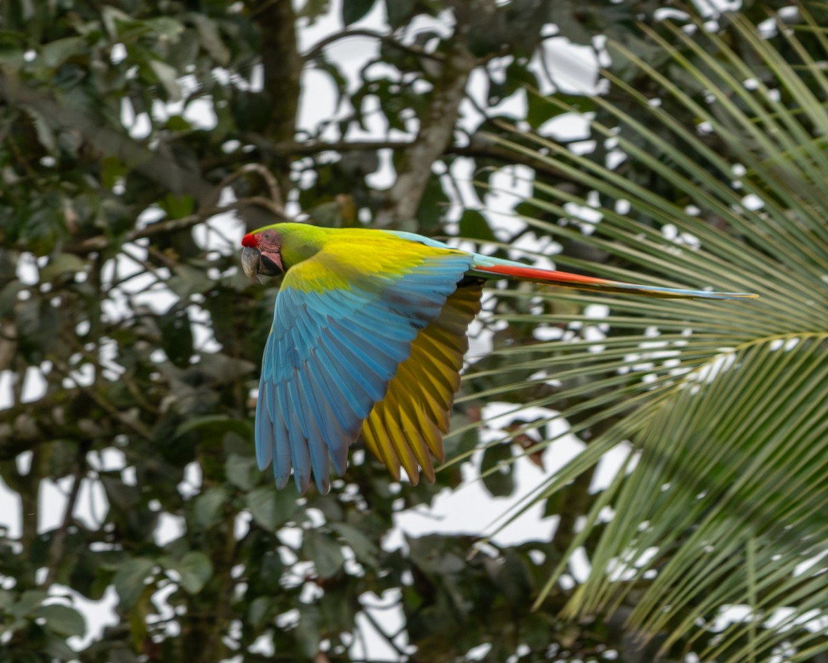 Bechsteinara - ML651154426