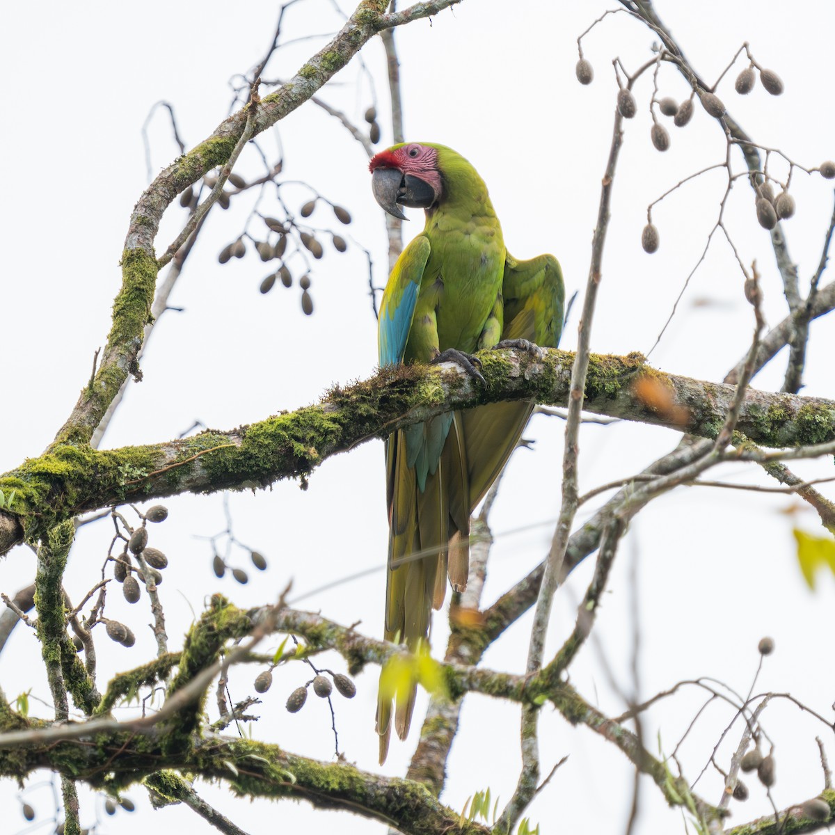 Bechsteinara - ML651154429