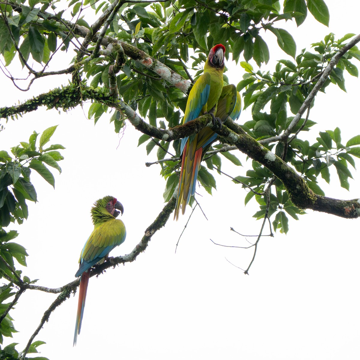 Bechsteinara - ML651154431