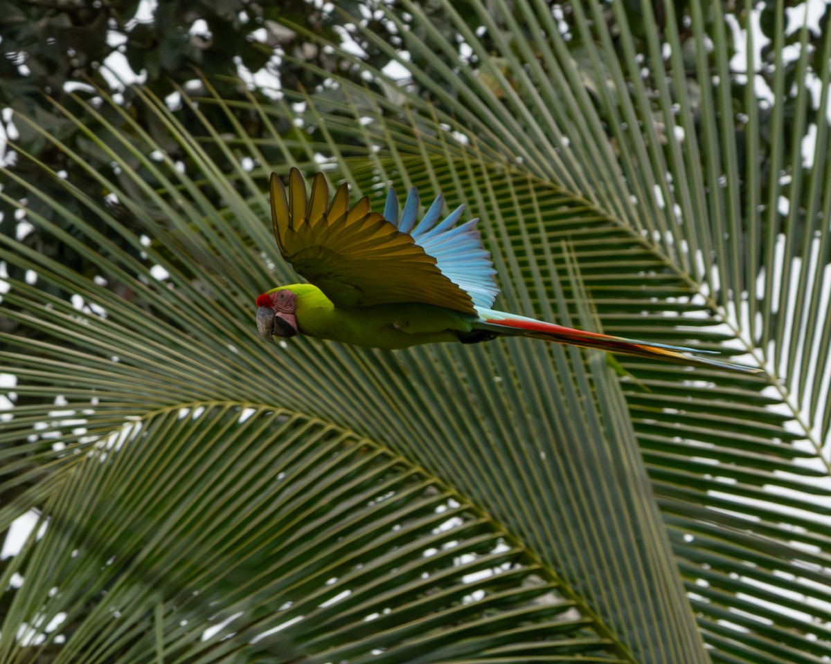 Bechsteinara - ML651154432