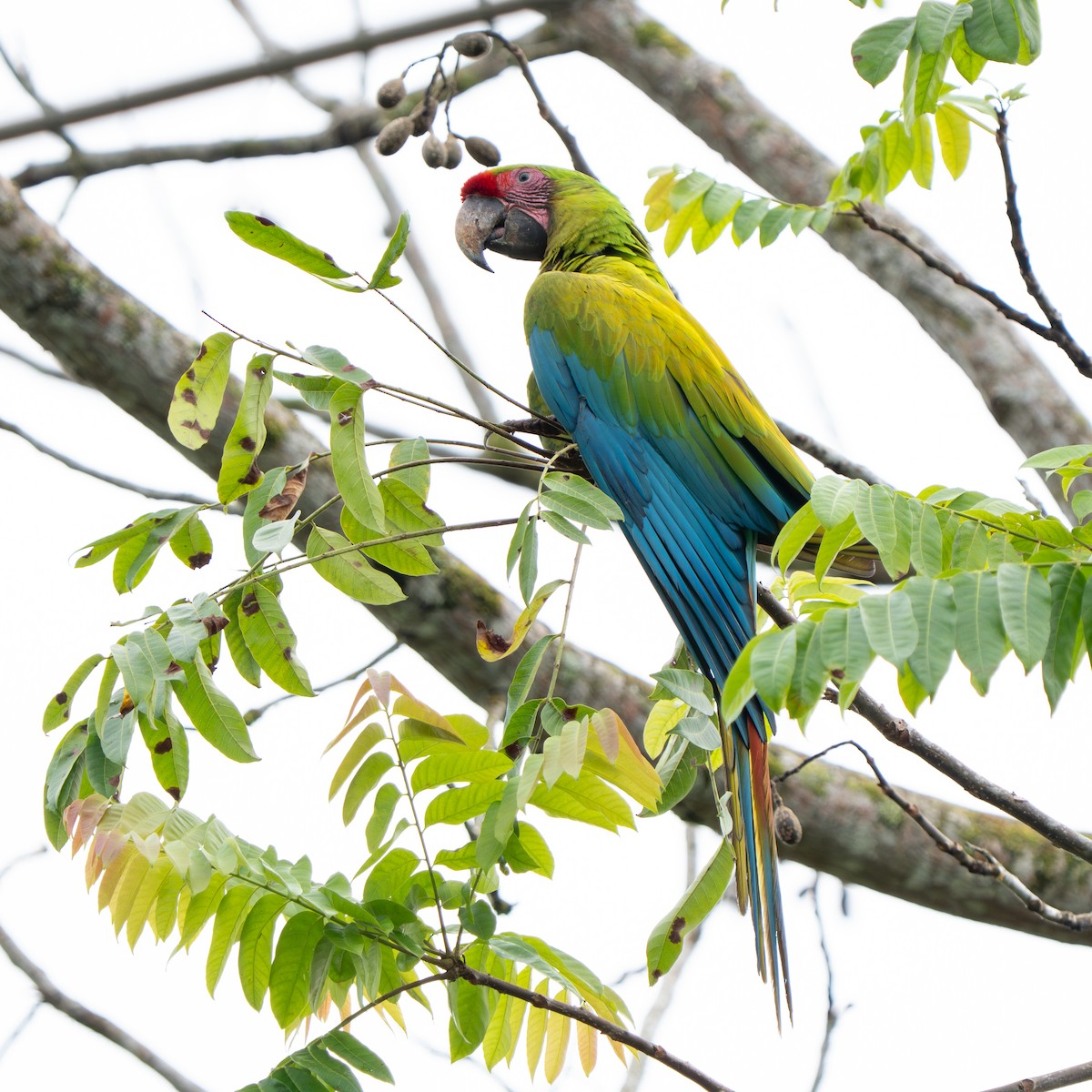 Bechsteinara - ML651154433