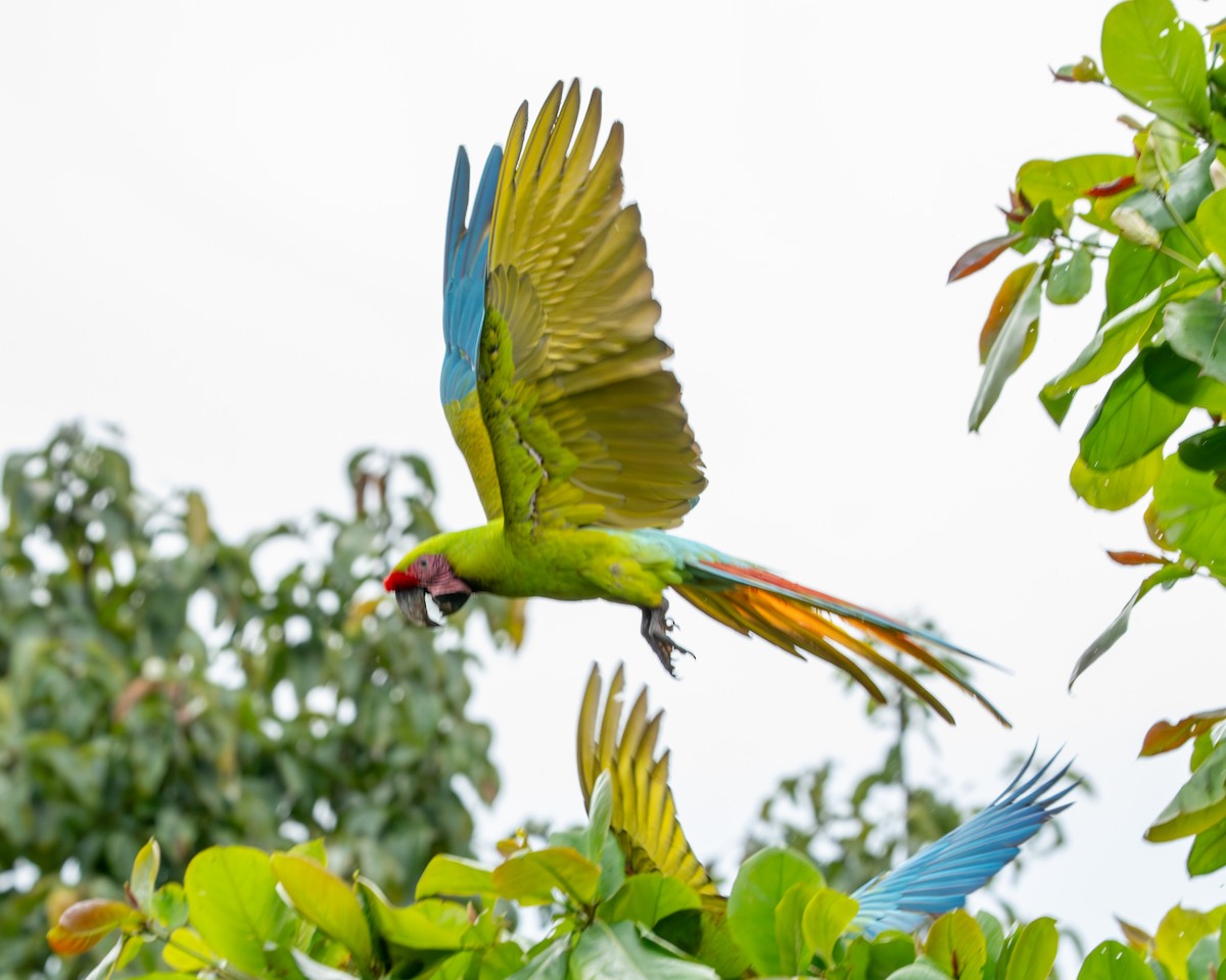 Bechsteinara - ML651154434