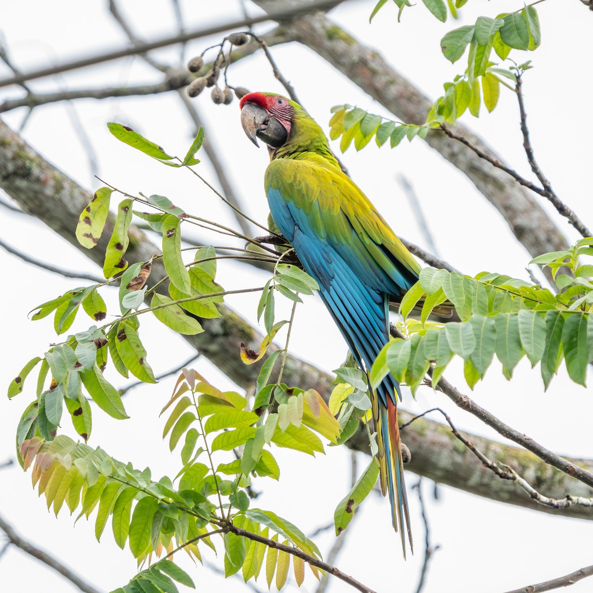 Bechsteinara - ML651154435