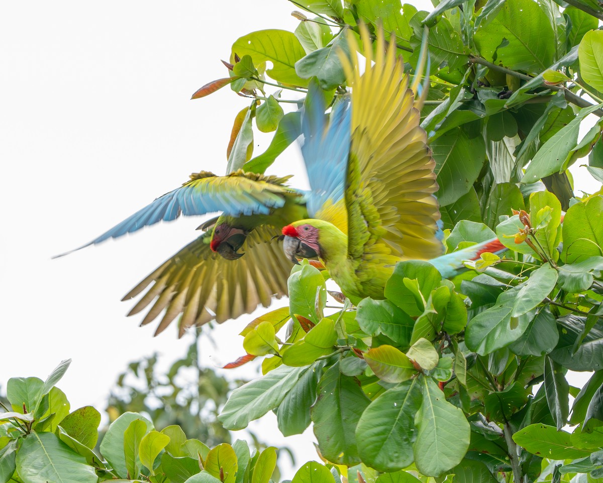 Bechsteinara - ML651154436