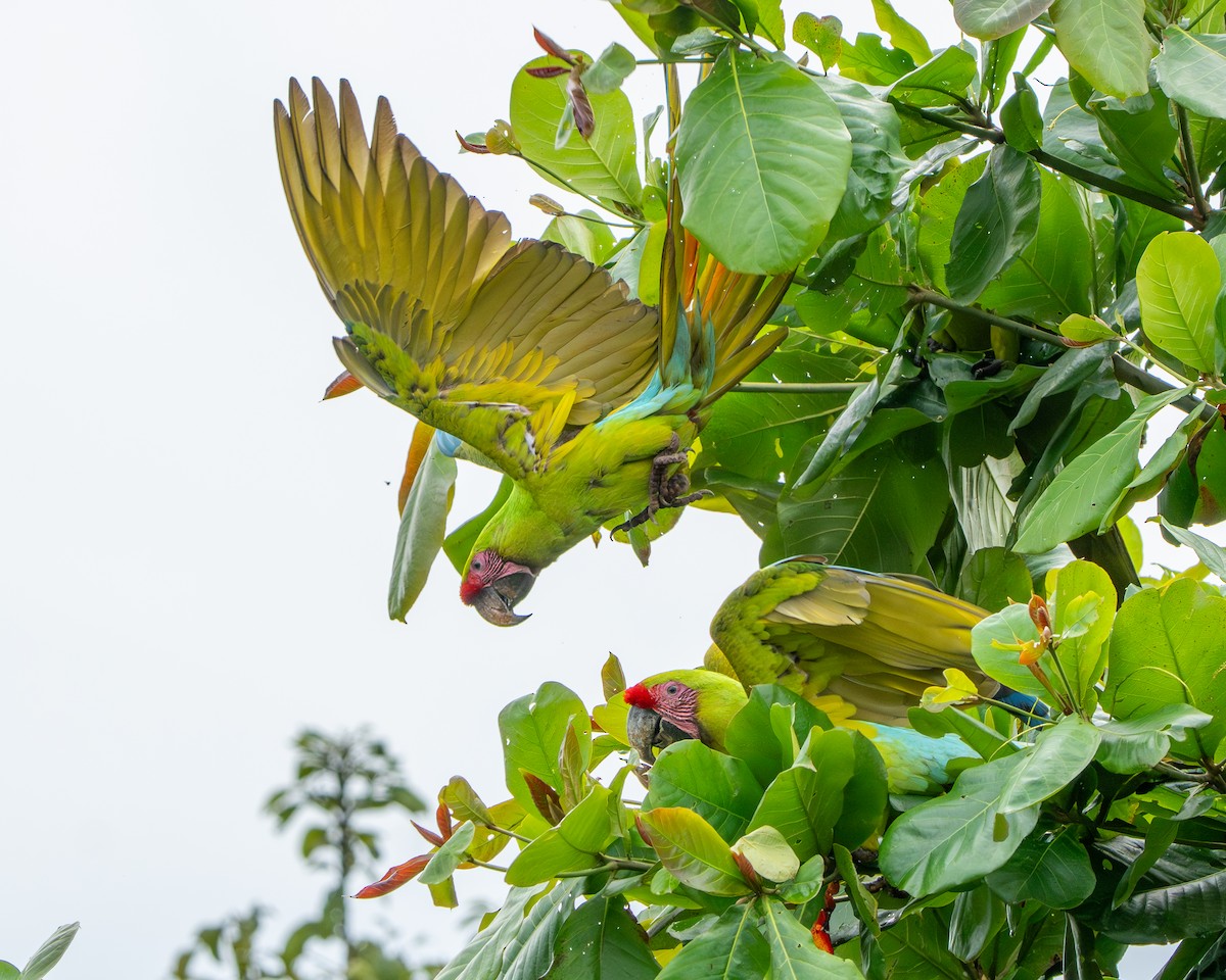 Bechsteinara - ML651154437