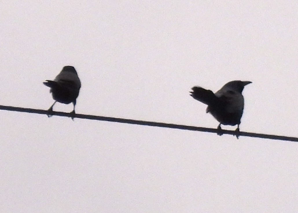 Common Grackle - ML651154627