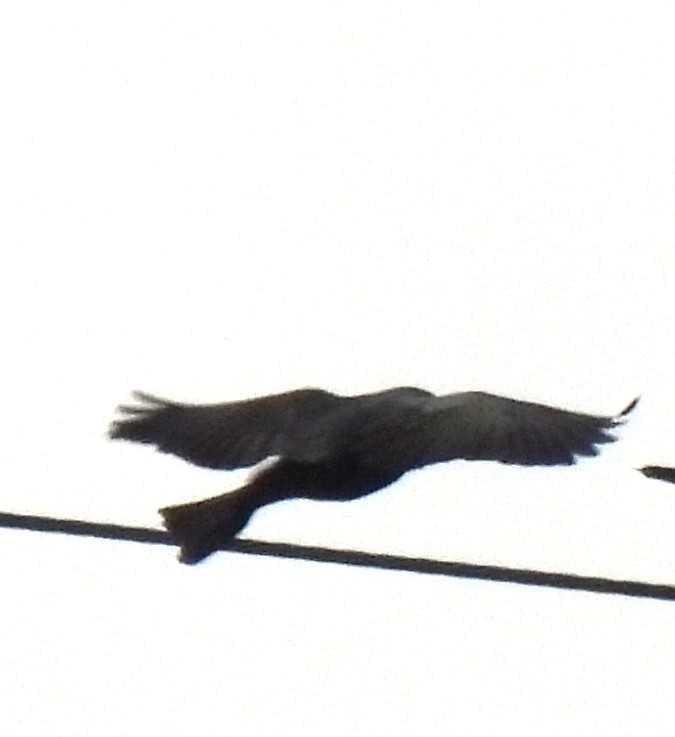 Common Grackle - ML651154628