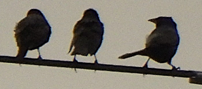 Common Grackle - ML651154629