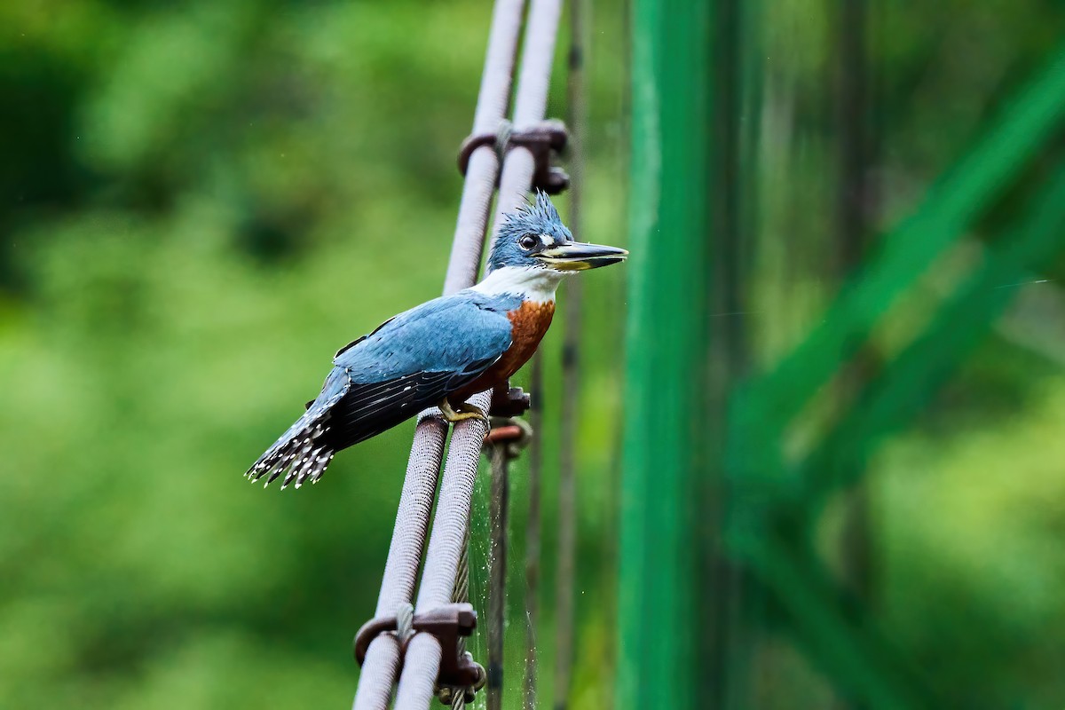 Rotbrustfischer - ML651154633