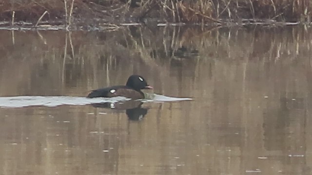 White-winged Scoter - ML651154844