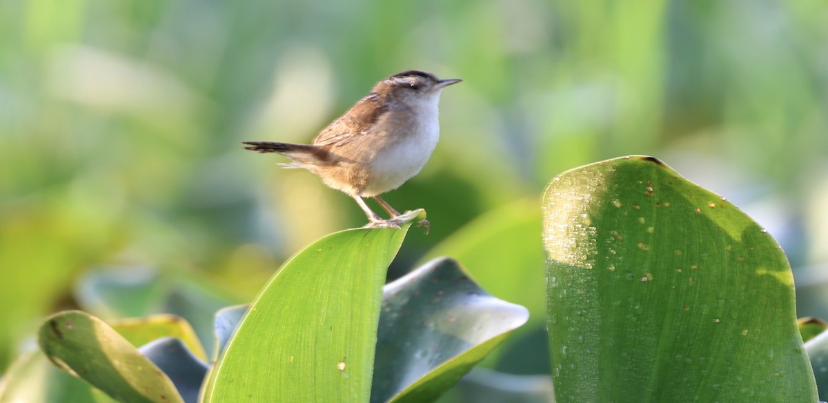 Marsh Wren - ML651154891