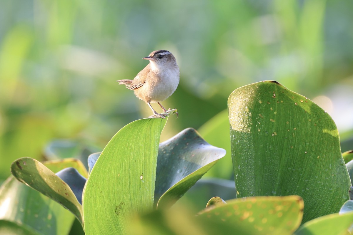 Marsh Wren - ML651154892