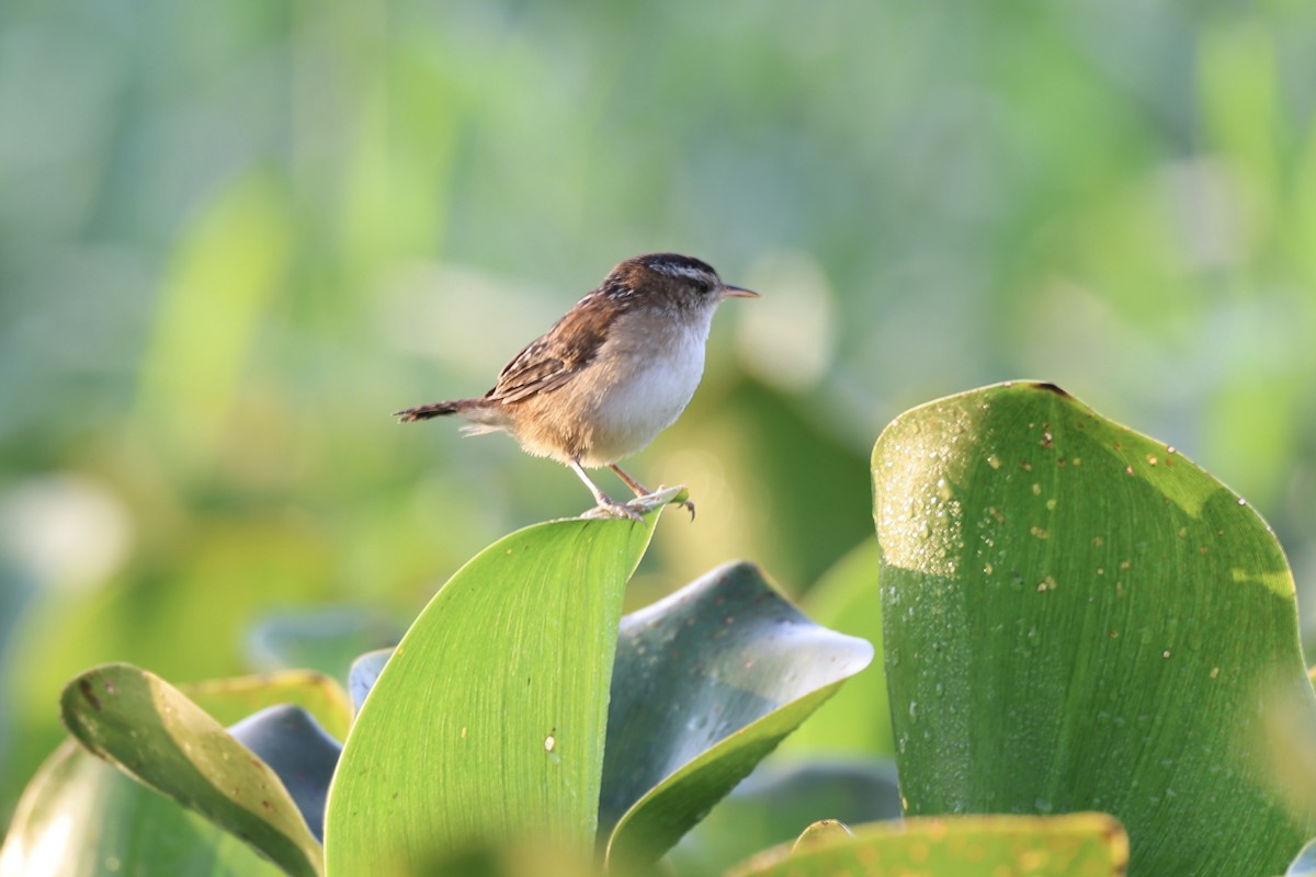 Marsh Wren - ML651154893