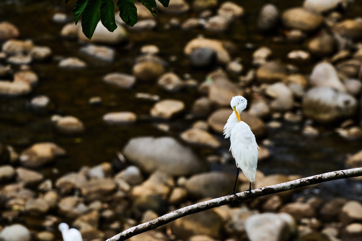 Silberreiher - ML651154997