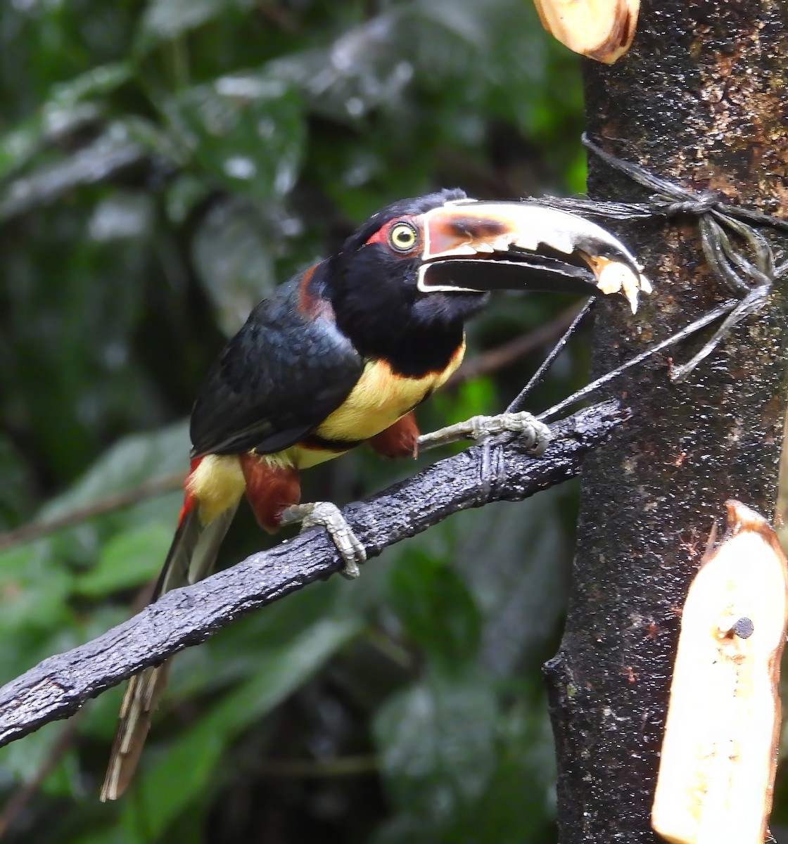 Halsbandarassari - ML651155074