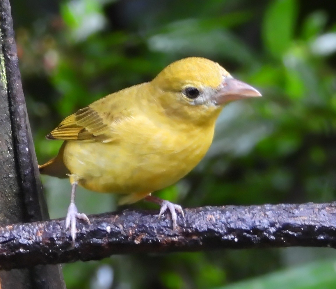 Sommerkardinal - ML651155083