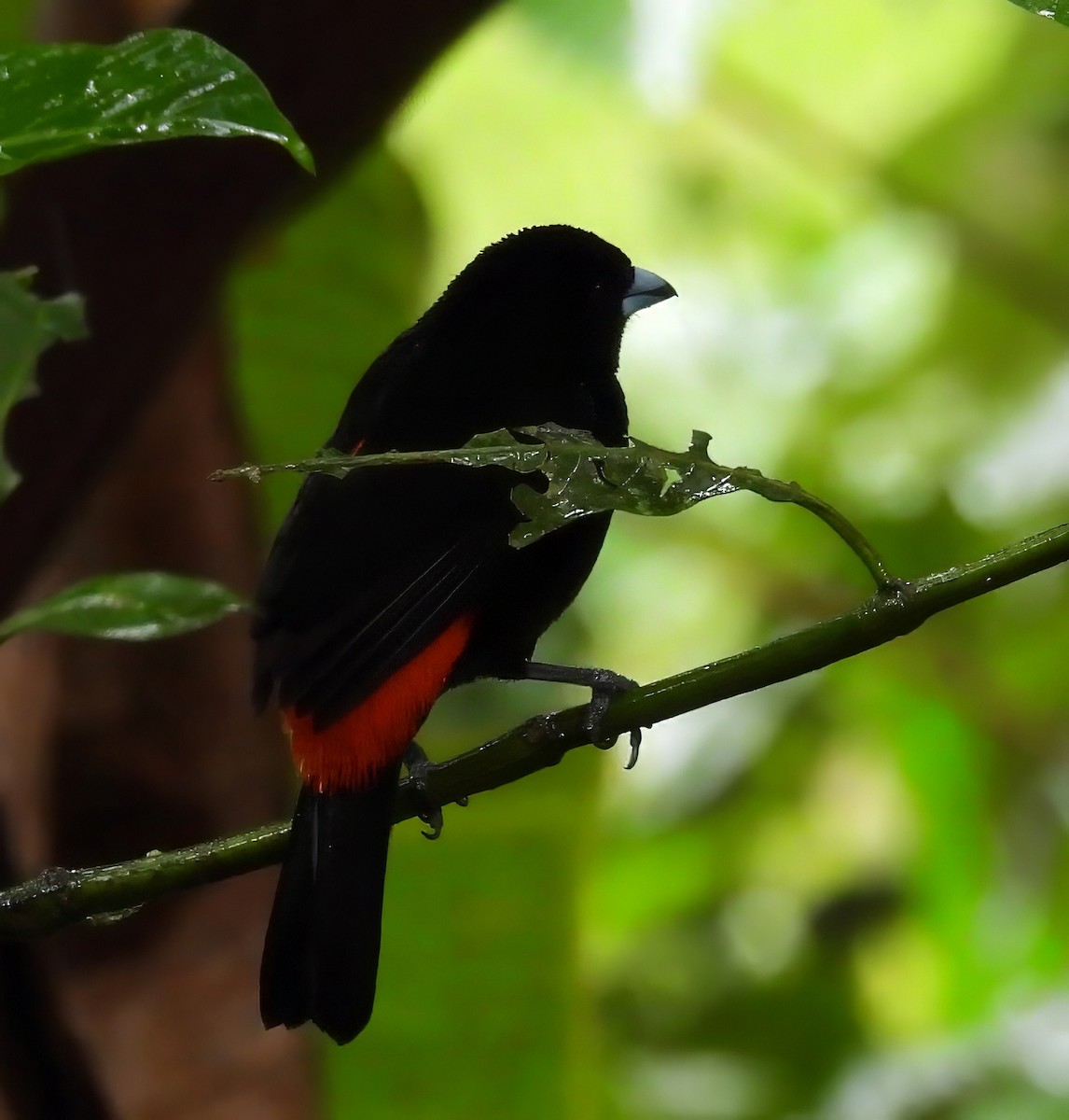 Passerinitangare - ML651155087