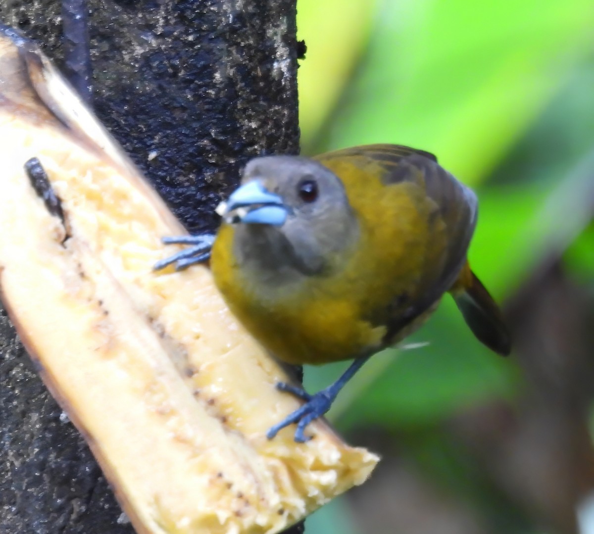 Passerinitangare - ML651155094