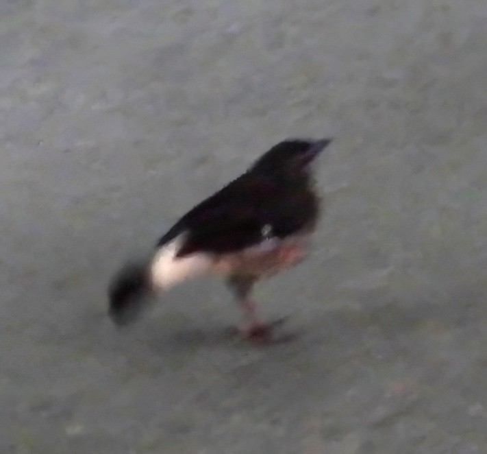 Schmätzerwaldsänger - ML651155099