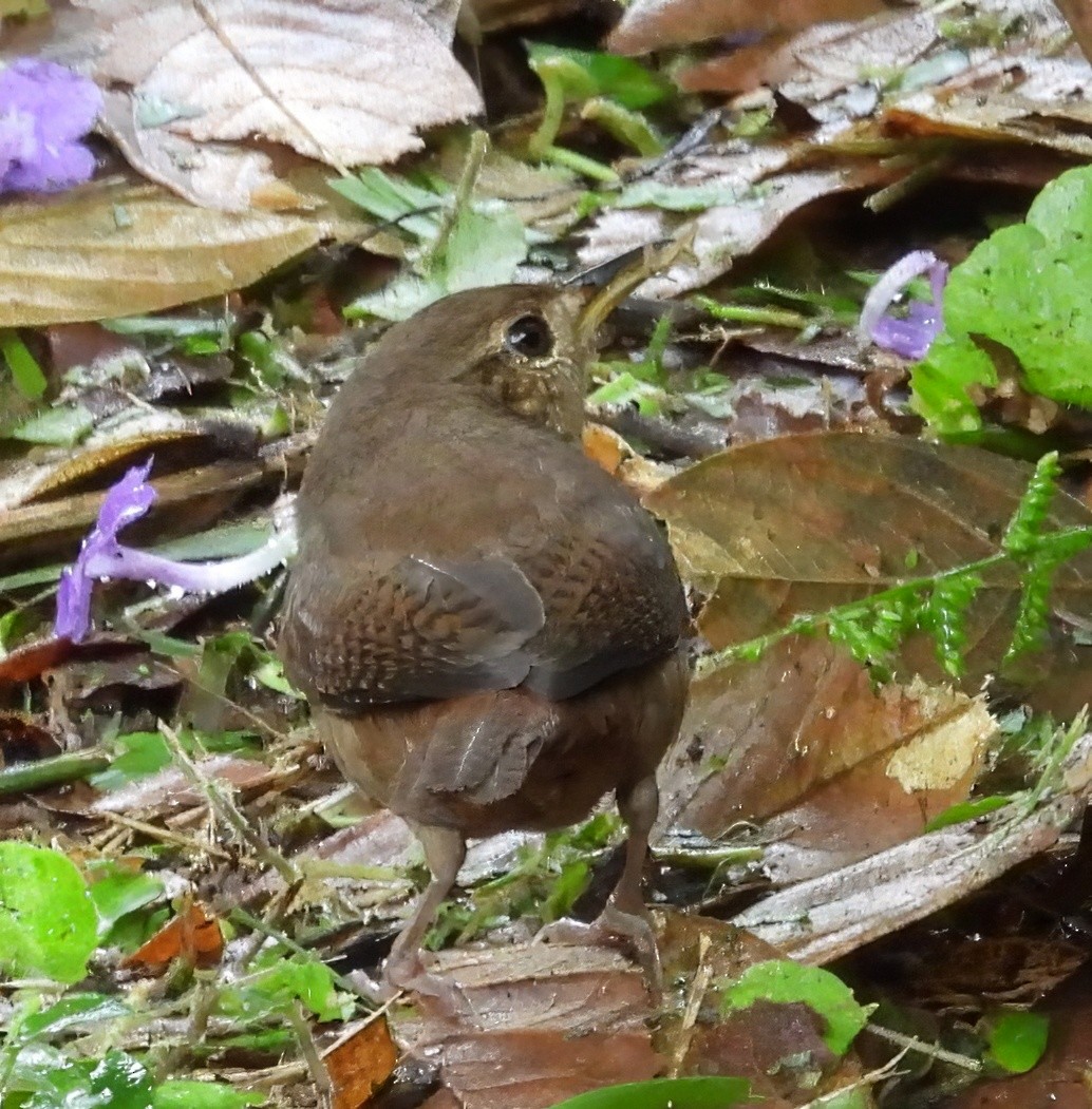 Southern House Wren - ML651155116