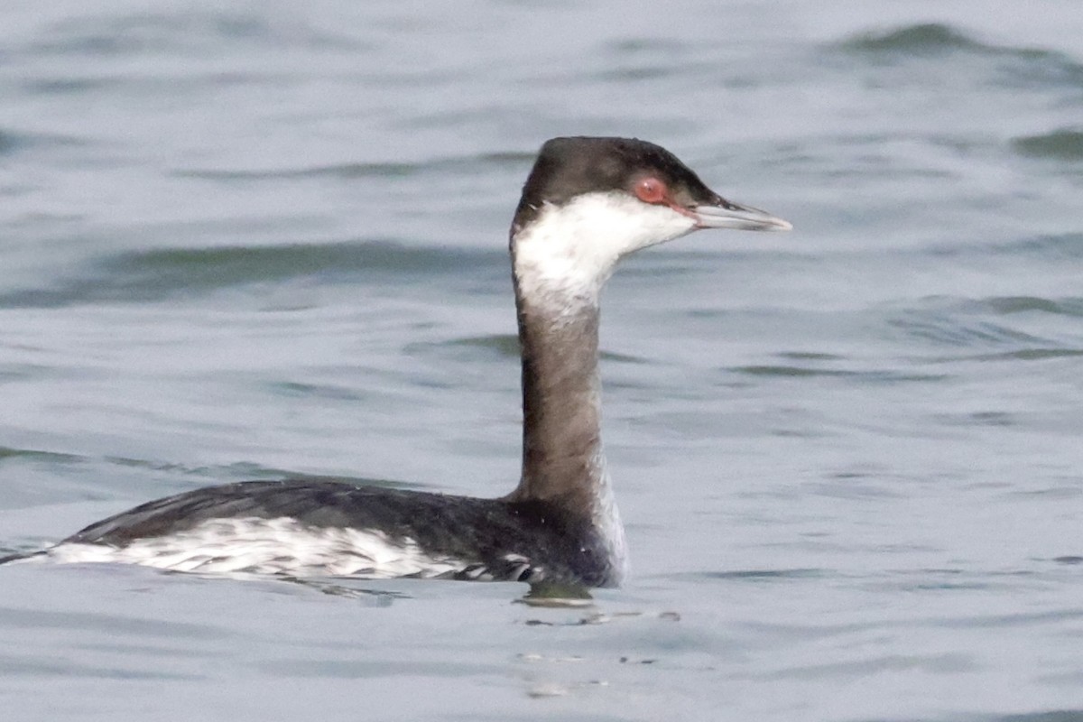 Txilinporta urrebelarria - ML651155139