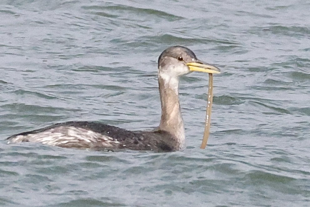 Murgil lepagorria - ML651155147