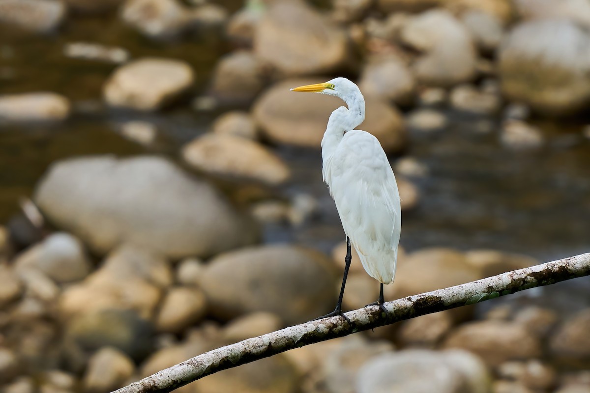 Silberreiher - ML651155493