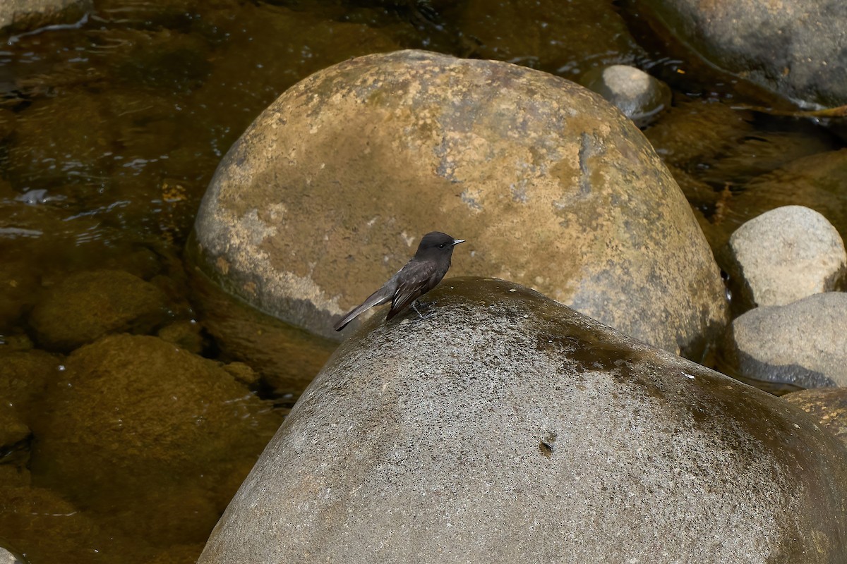 Schwarzkopf-Phoebetyrann - ML651155654