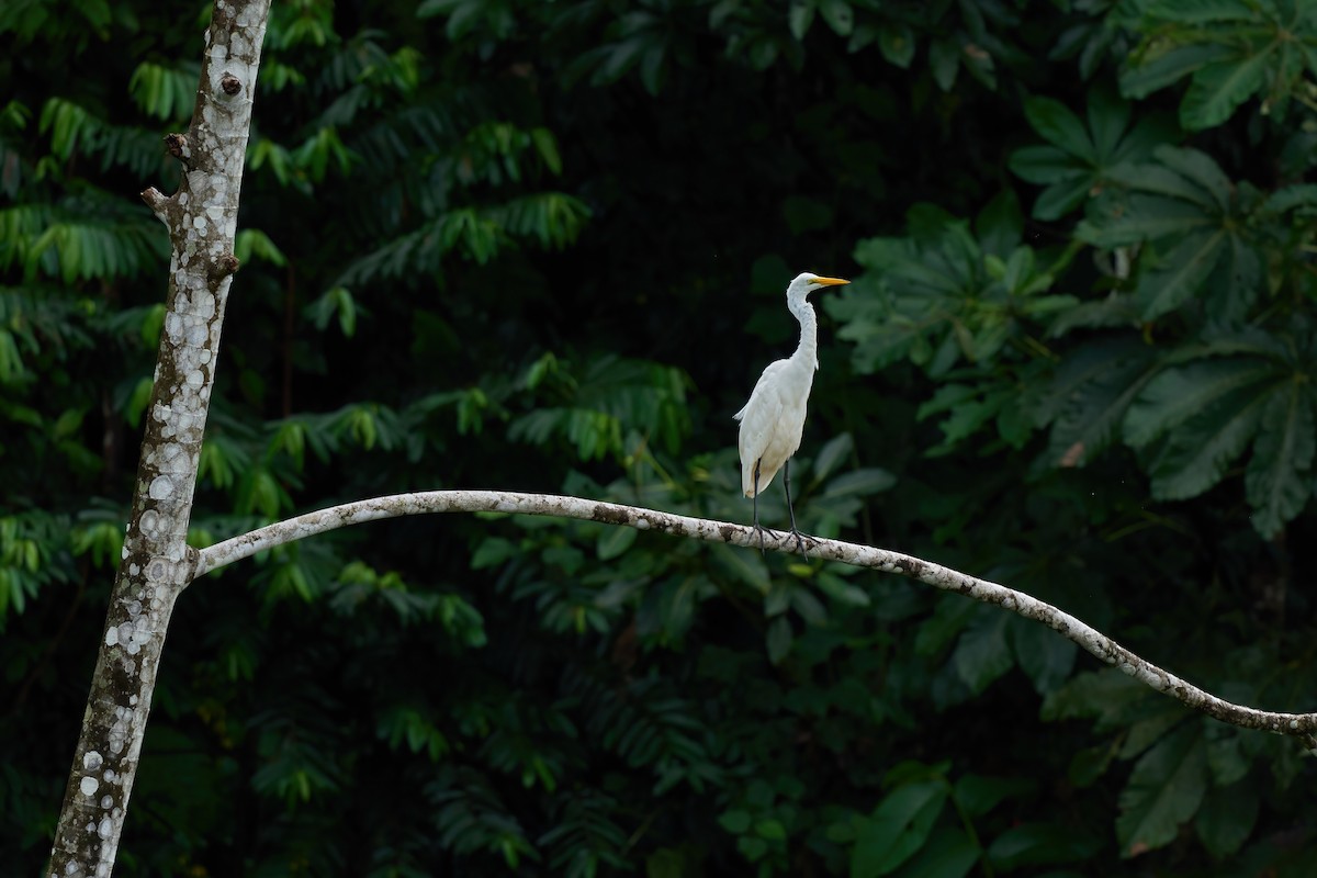 Silberreiher - ML651155938