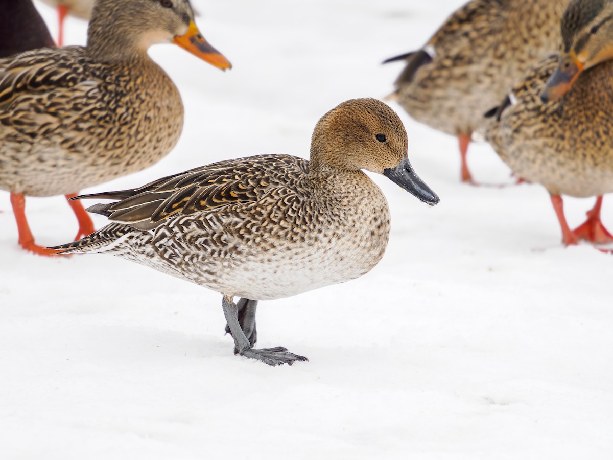 eBird Checklist - 17 Feb 2026 - Stittsville--Iber Rd storm pond - 12 ...