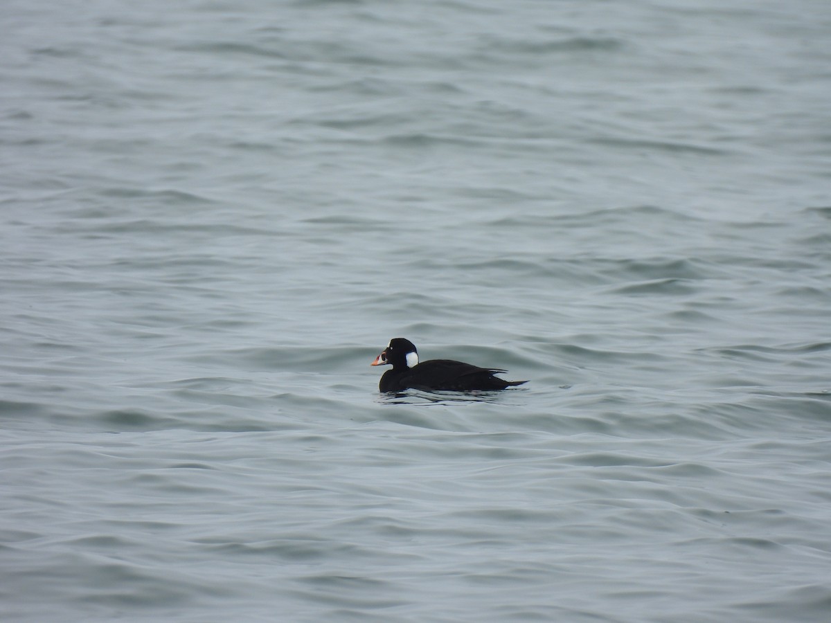 Ahatebeltz kopetazuria - ML651156222