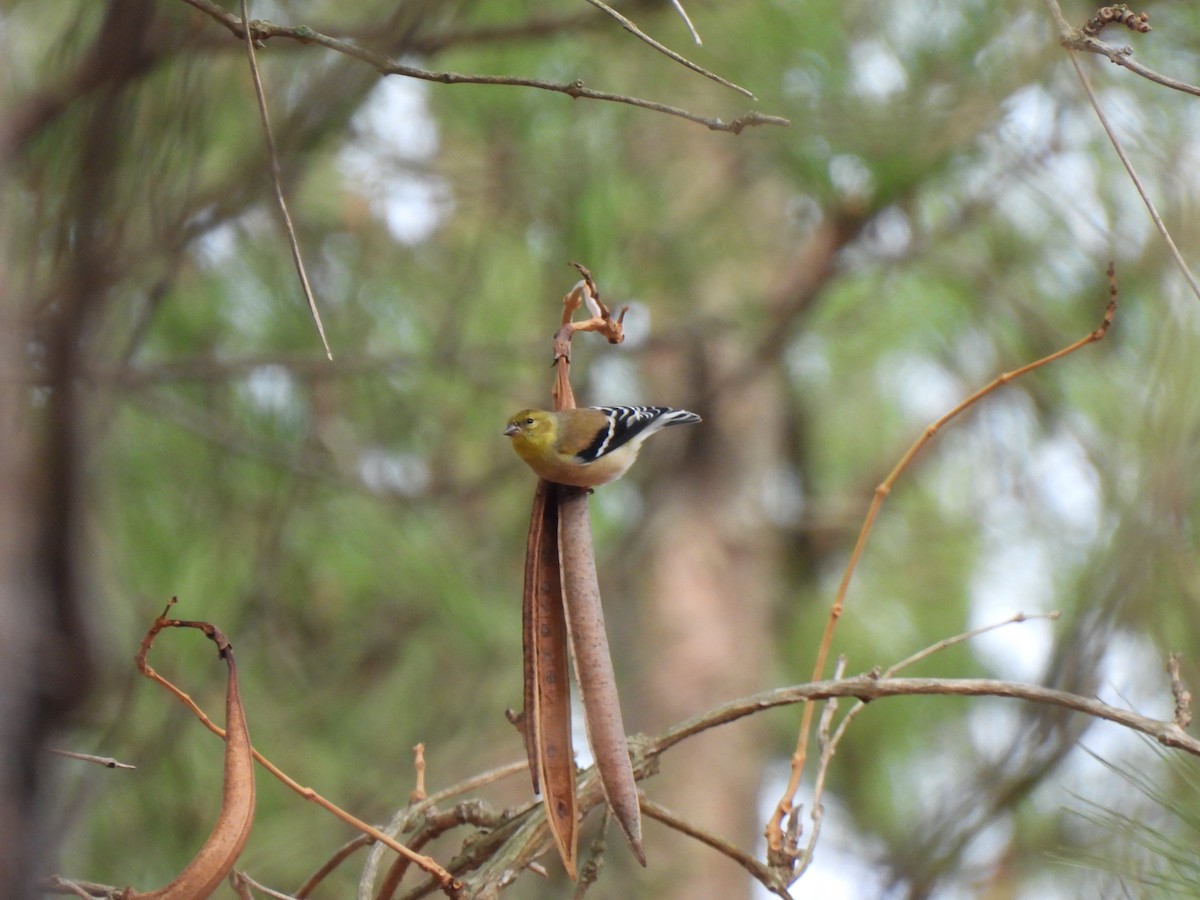 American Goldfinch - ML651156251