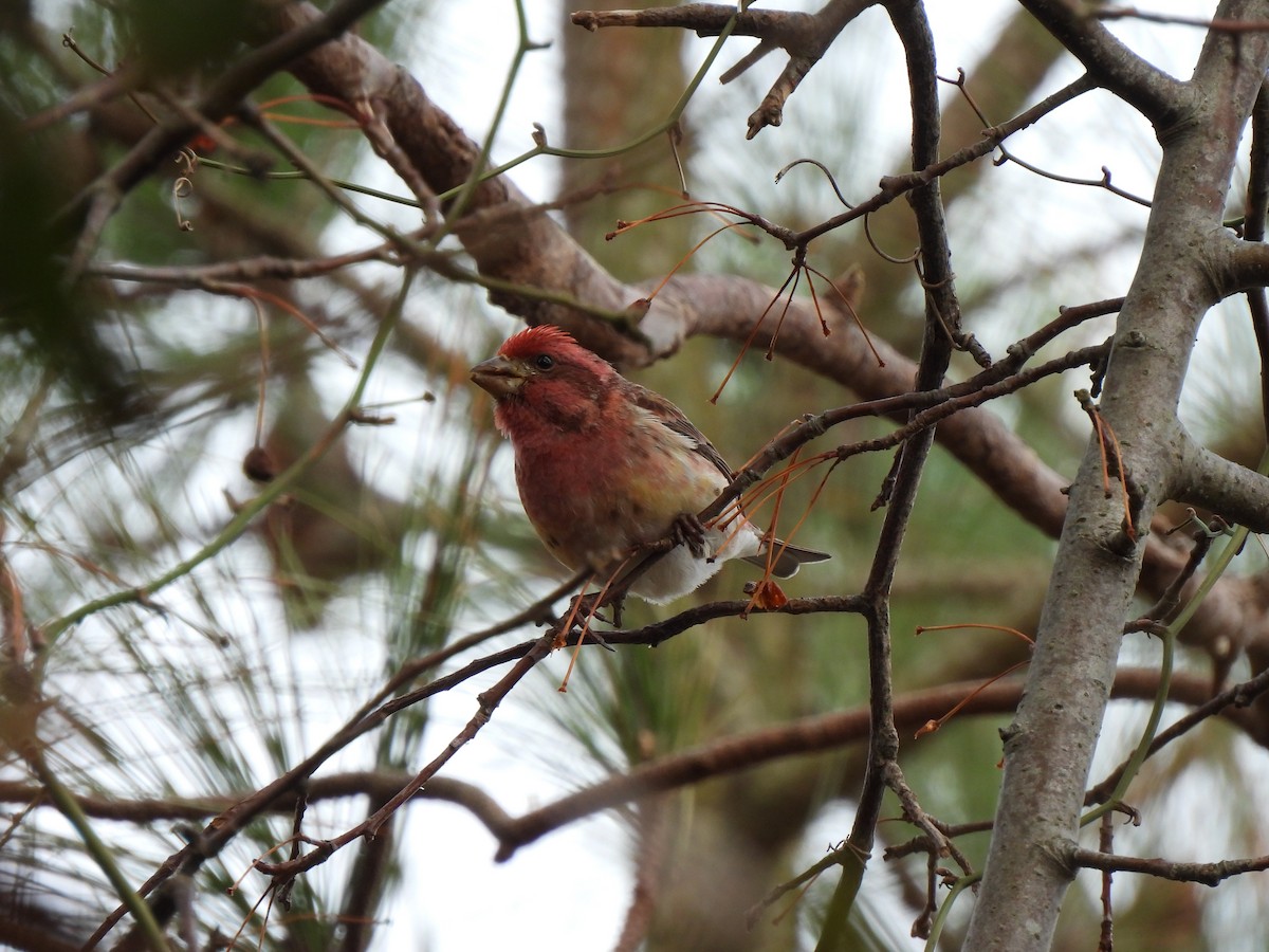 Purple Finch - ML651156261