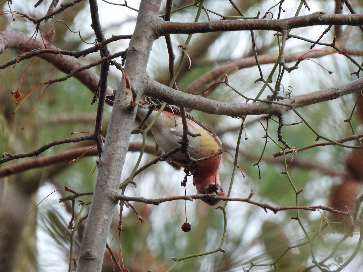 Purple Finch - ML651156274