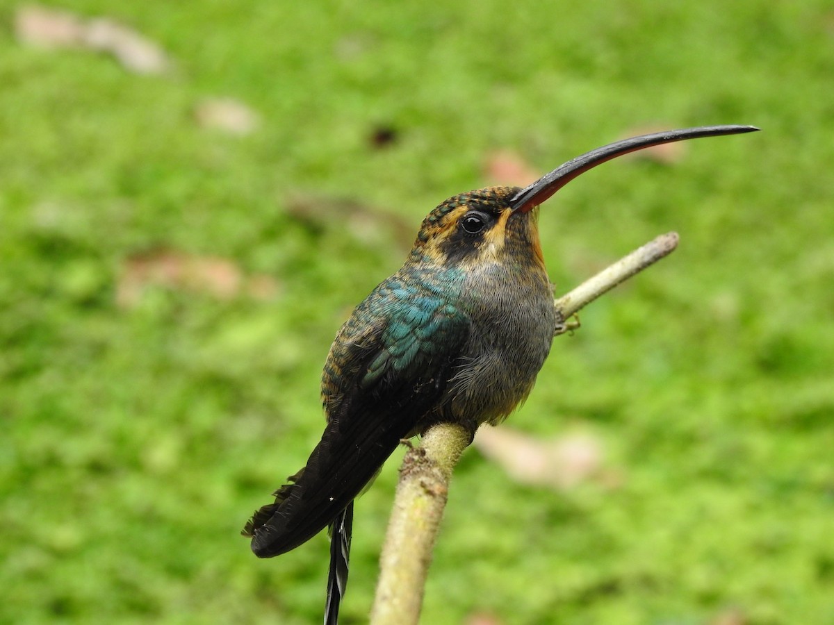 Green Hermit - ML651156281