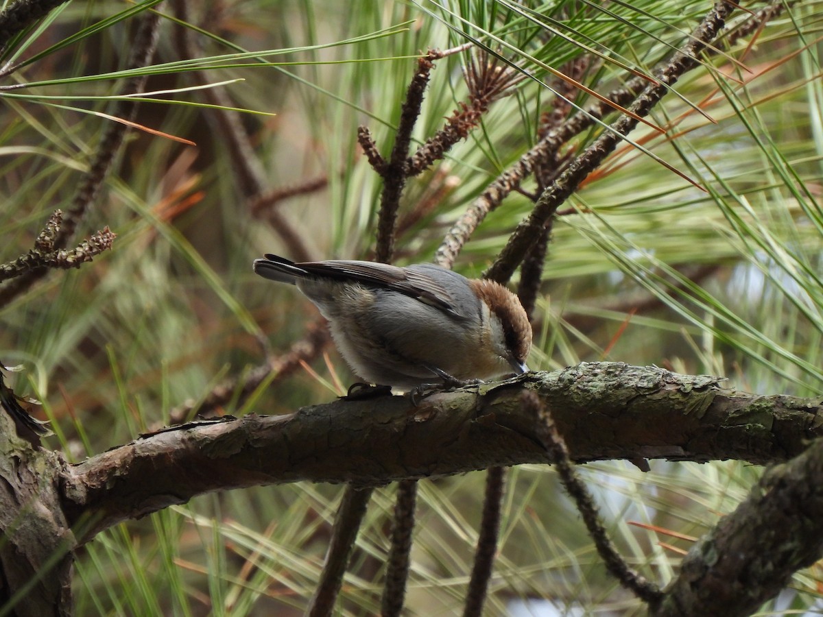 Brown-headed Nuthatch - ML651156295