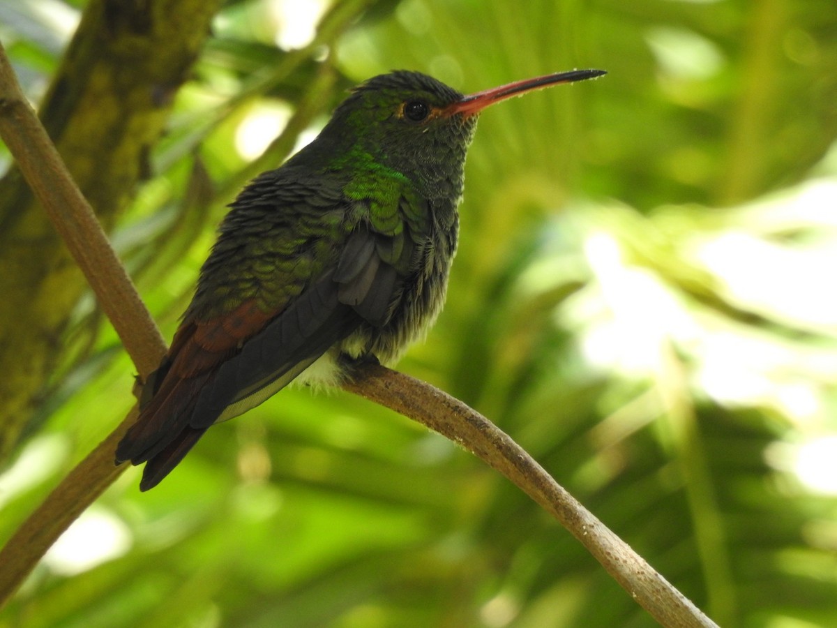 Rufous-tailed Hummingbird - ML651156299