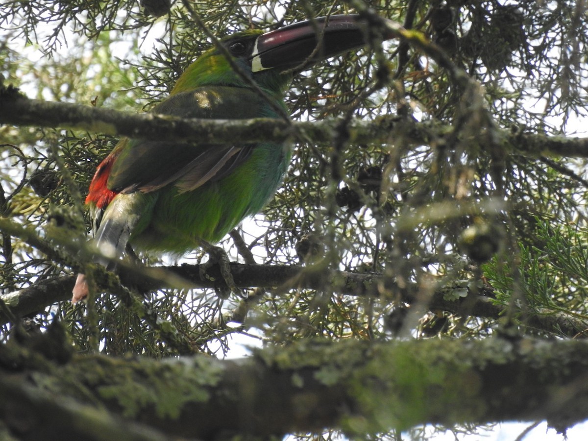 Crimson-rumped Toucanet - ML651156309