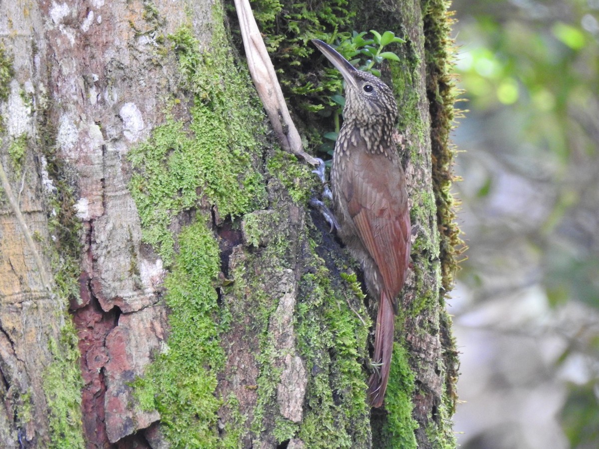 Cocoa Woodcreeper - ML651156334