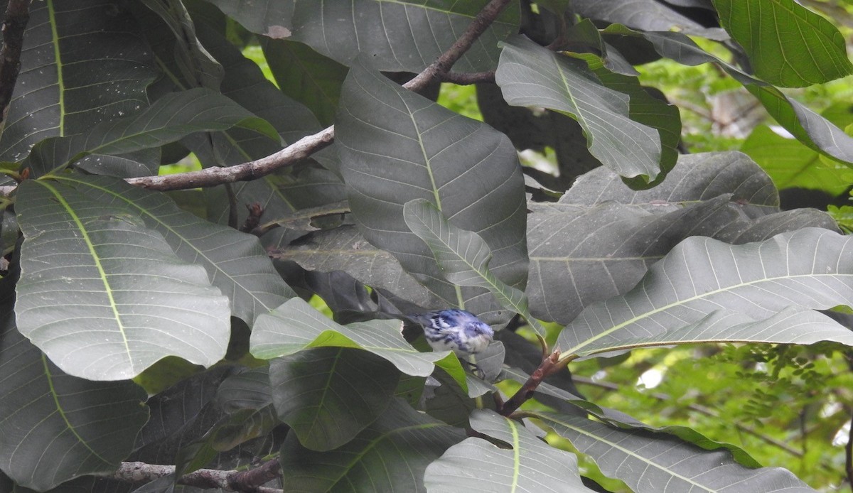 Cerulean Warbler - ML651156359
