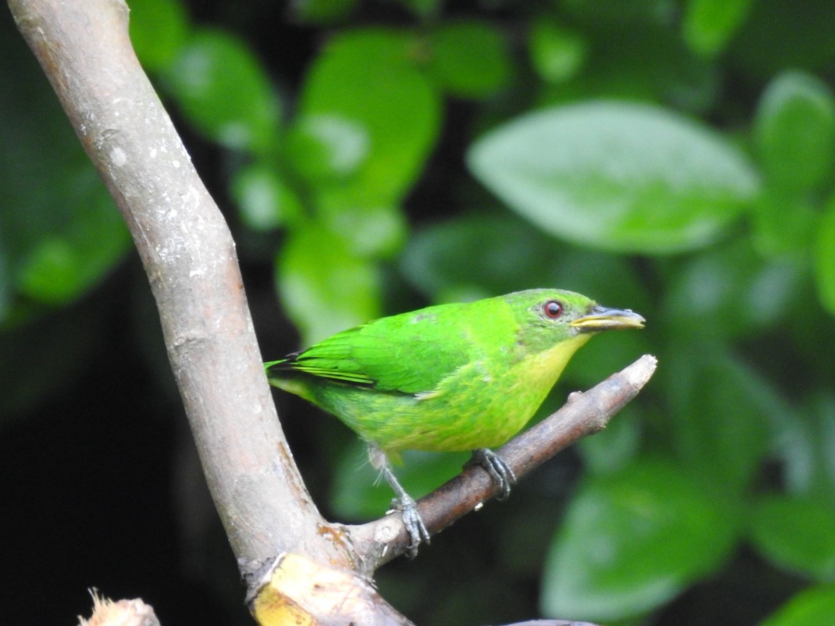 Green Honeycreeper - ML651156374